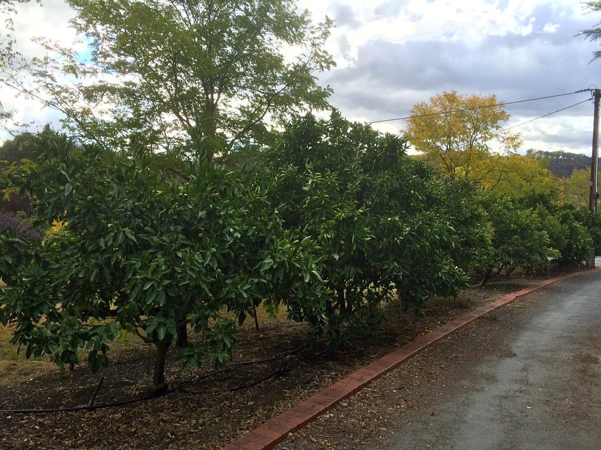 Vineyard Cottage Bnb Gumeracha Екстер'єр фото